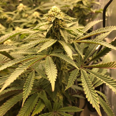 Runtz muffin  1  growlog timeline photo