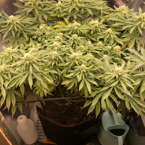 Runtz muffin  1  growlog timeline photo