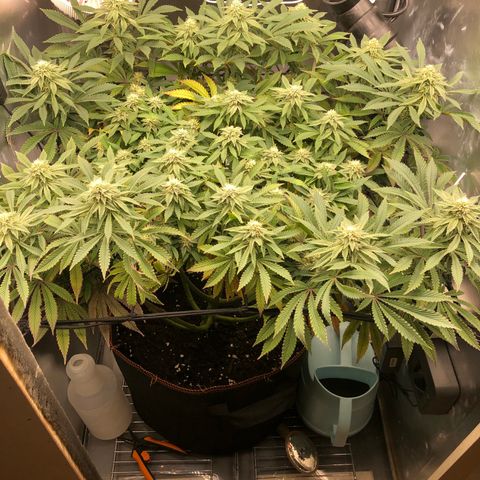 Runtz muffin  1  growlog timeline photo
