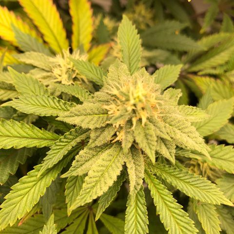 Runtz muffin  1  growlog timeline photo