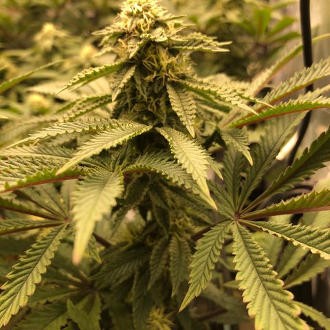 Runtz muffin  1  growlog timeline photo