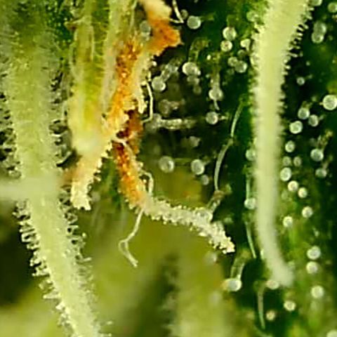 Runtz muffin  1  growlog timeline photo