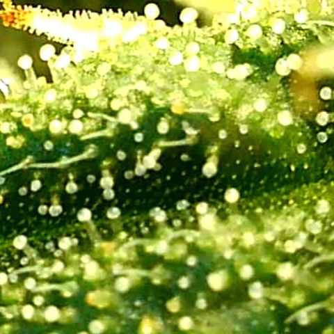 Runtz muffin  1  growlog timeline photo