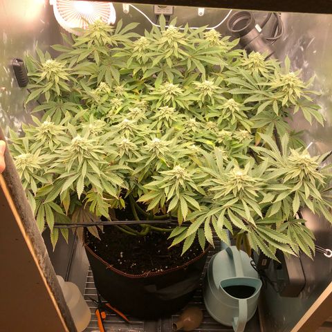 Runtz muffin  1  growlog timeline photo