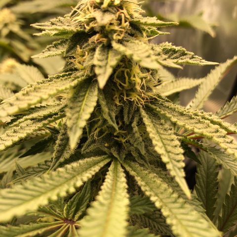 Runtz muffin  1  growlog timeline photo