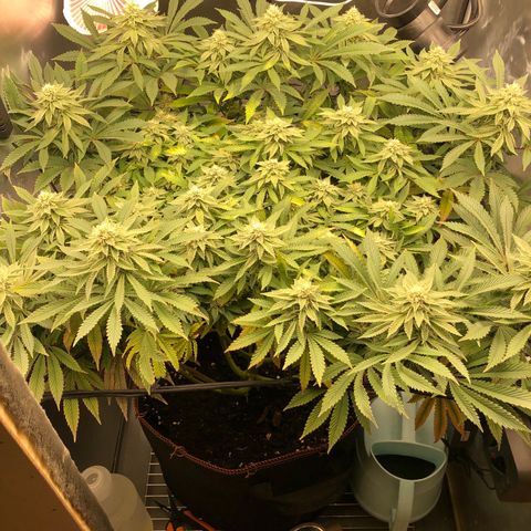 Runtz muffin  1  growlog timeline photo