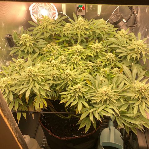 Runtz muffin  1  growlog timeline photo