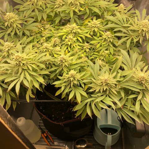 Runtz muffin  1  growlog timeline photo