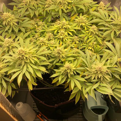 Runtz muffin  1  growlog timeline photo