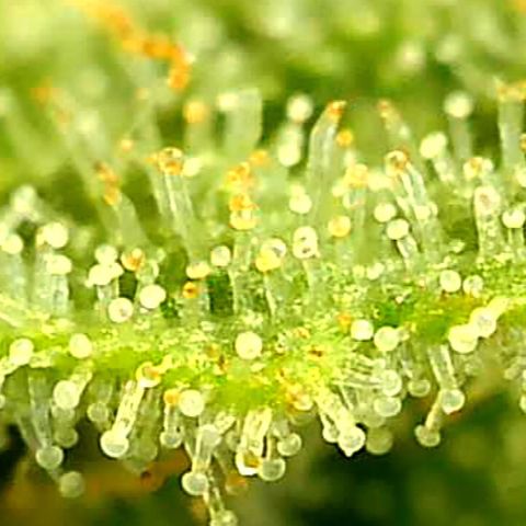 Runtz muffin  1  growlog timeline photo
