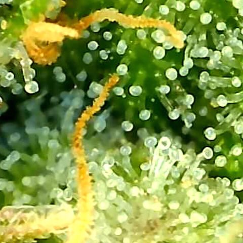 Runtz muffin  1  growlog timeline photo