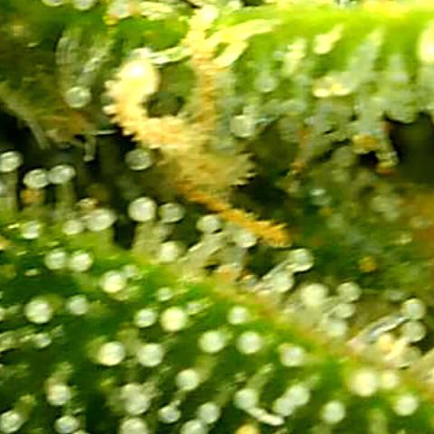 Runtz muffin  1  growlog timeline photo