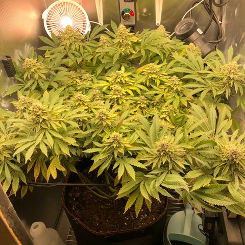 Runtz muffin  1  growlog timeline photo