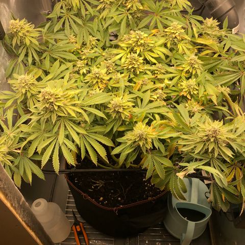 Runtz muffin  1  growlog timeline photo