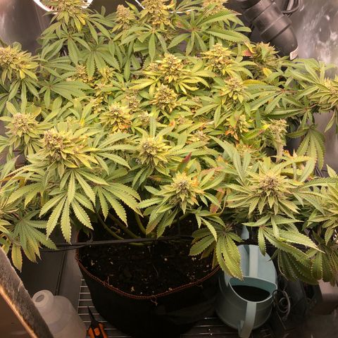 Runtz muffin  1  growlog timeline photo