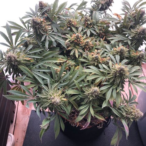 Runtz muffin  1  growlog timeline photo