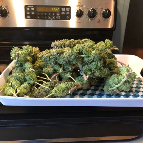Runtz muffin  1  growlog timeline photo