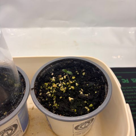 Guava Runtz growlog timeline photo