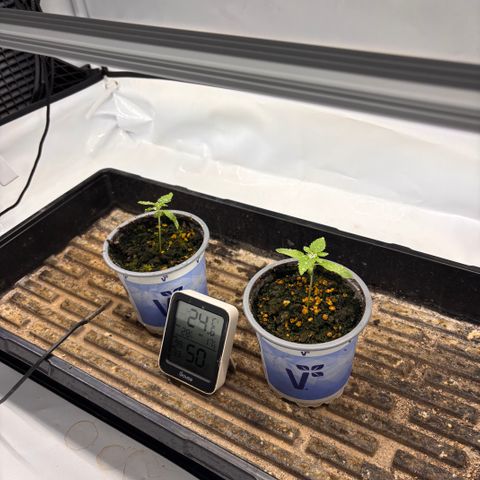 Guava Runtz growlog timeline photo