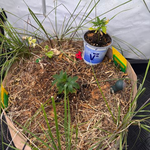 Guava Runtz growlog timeline photo
