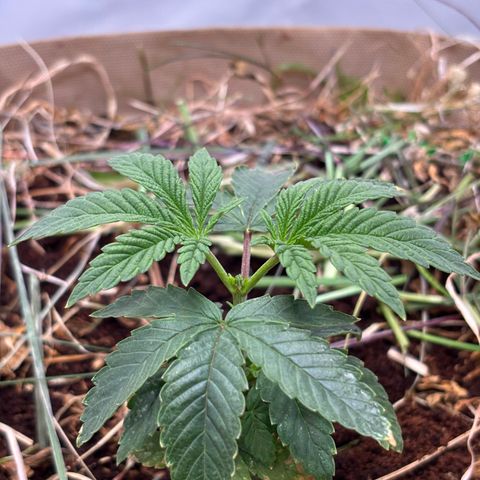 Guava Runtz growlog timeline photo