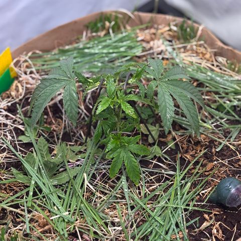 Guava Runtz growlog timeline photo