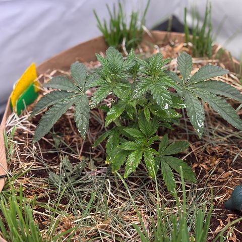 Guava Runtz growlog timeline photo