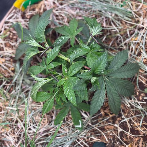 Guava Runtz growlog timeline photo