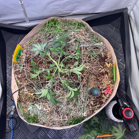Guava Runtz growlog timeline photo