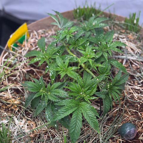 Guava Runtz growlog timeline photo