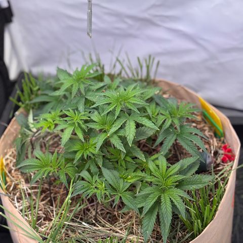 Guava Runtz growlog timeline photo