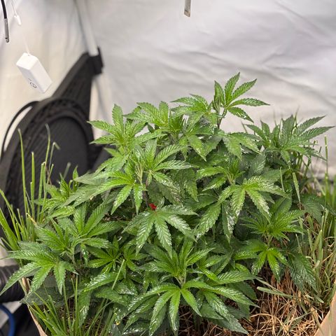 Guava Runtz growlog timeline photo