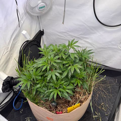 Guava Runtz growlog timeline photo