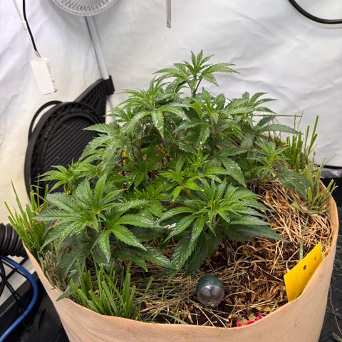 Guava Runtz growlog timeline photo