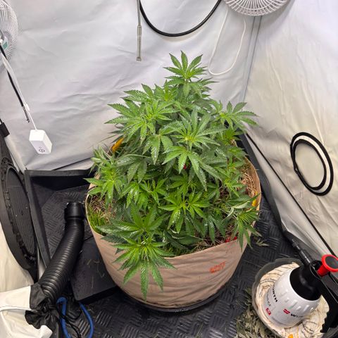 Guava Runtz growlog timeline photo