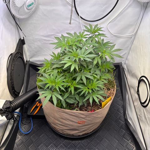 Guava Runtz growlog timeline photo