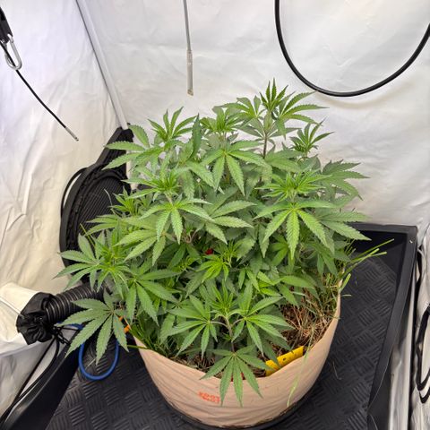 Guava Runtz growlog timeline photo