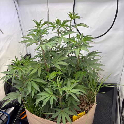 Guava Runtz growlog timeline photo