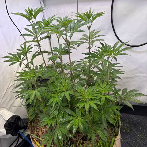 Guava Runtz growlog timeline photo