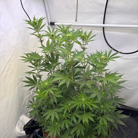 Guava Runtz growlog timeline photo