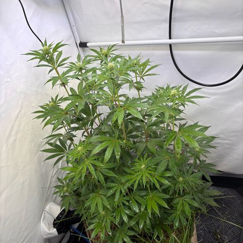 Guava Runtz growlog timeline photo
