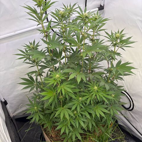 Guava Runtz growlog timeline photo