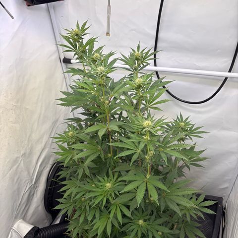 Guava Runtz growlog timeline photo