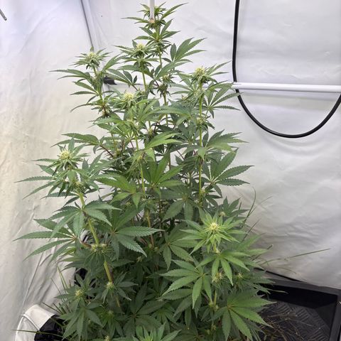 Guava Runtz growlog timeline photo