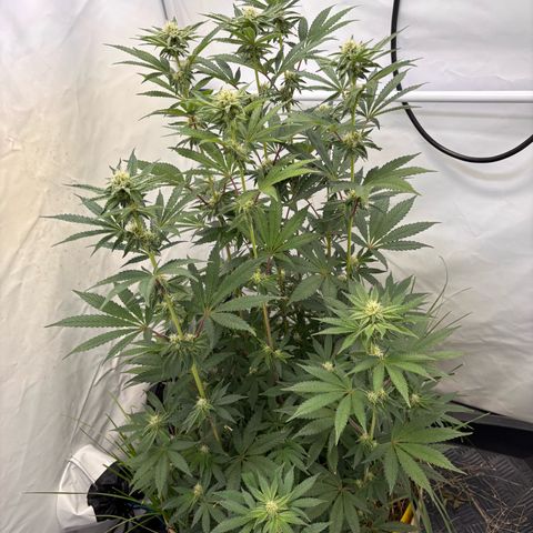 Guava Runtz growlog timeline photo