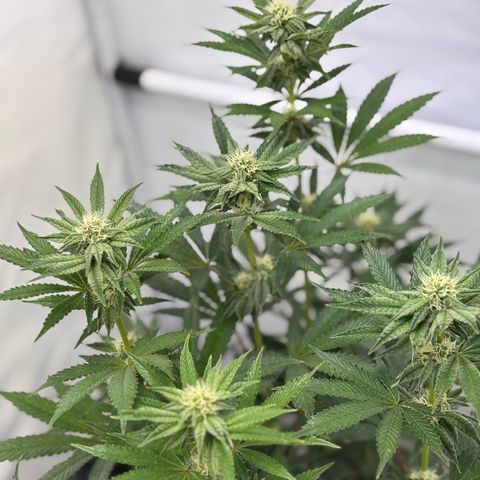 Guava Runtz growlog timeline photo