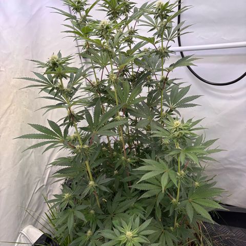 Guava Runtz growlog timeline photo