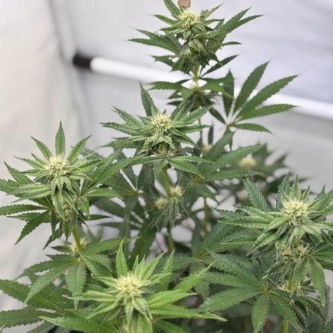 Guava Runtz growlog timeline photo