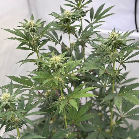 Guava Runtz growlog timeline photo