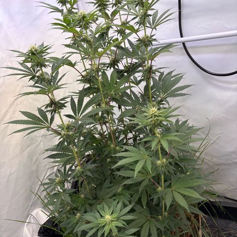 Guava Runtz growlog timeline photo